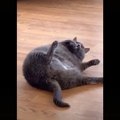 Funniest Cats Compilation - Don't try to hold back Laughter #19