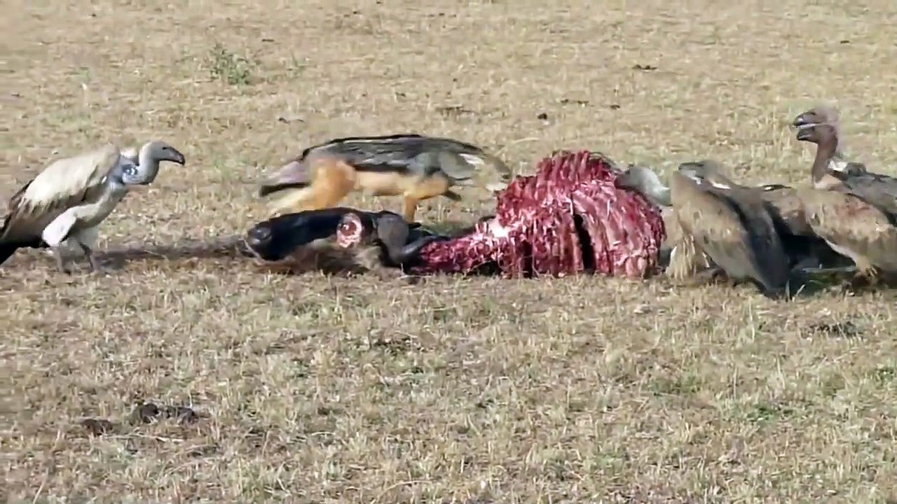 Vulture attack and steal Jackal's meal
