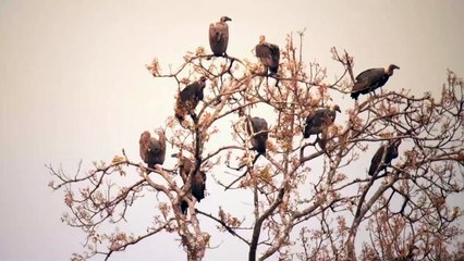 Hungry Vulture fighting with hungry Jackal for food