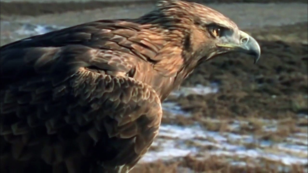 Most epic Eagle hunting Rabbit attack moments