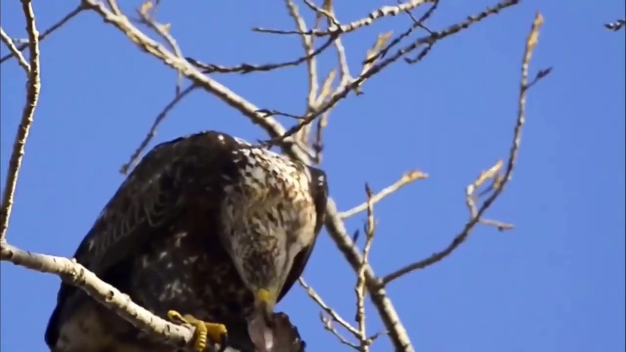 Bald headed Eagle catches Salmon