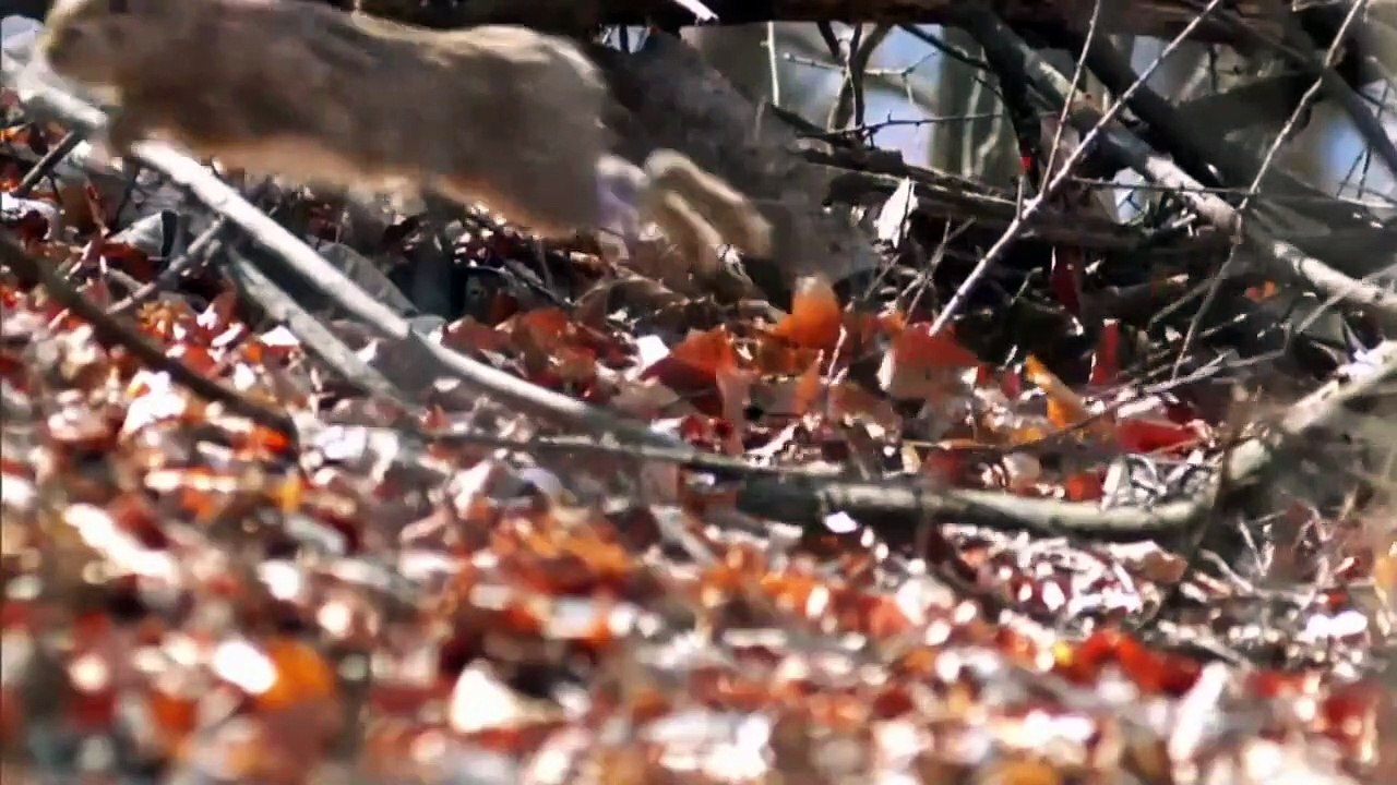 Eagle hunt and attack Rabbit from high sky
