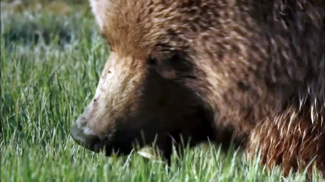 Eagle's nest was attack by Grizzly Bear