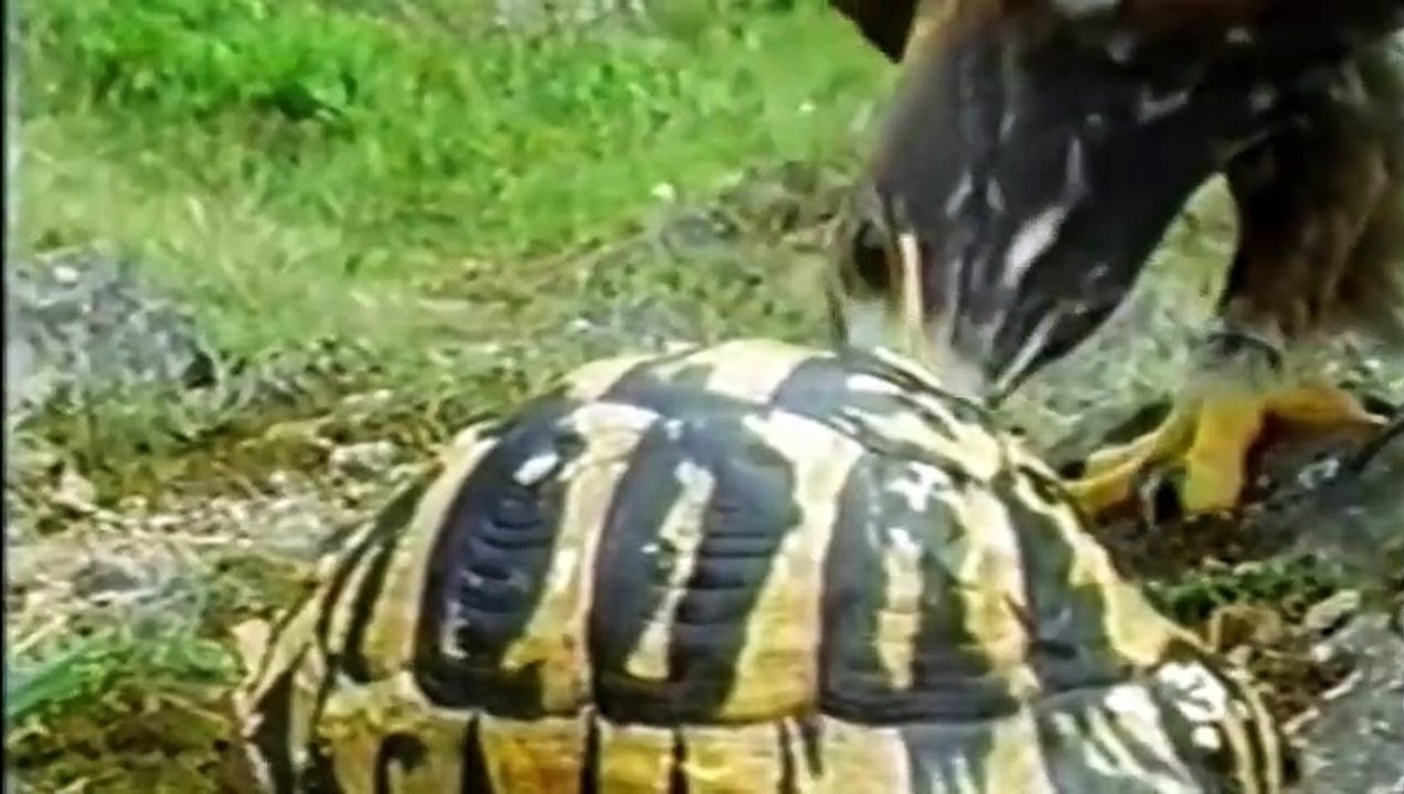 Eagle catch and drop Tortoise from the sky - video Dailymotion