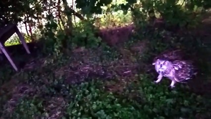 Eagle vs Owl - Battle between two birds of prey