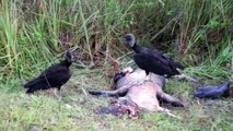 Vultures like to eat scavengers meet Crocodile will be like this