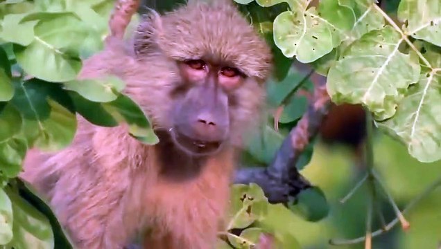 Mother Monkey and Baby Monkey are climbing the tree but they are eaten by Eagle