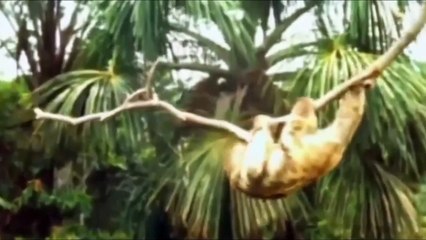 Sloth is climbing on tree but was catched by Eagle