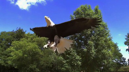 Eagles fly over the river to catch fish