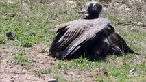 Eagles fly in the sky and attack Warthog