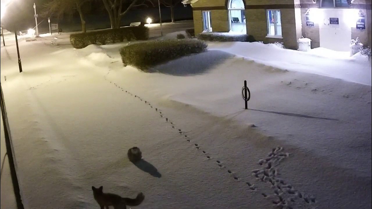 Fox vs Owl - Which one will win