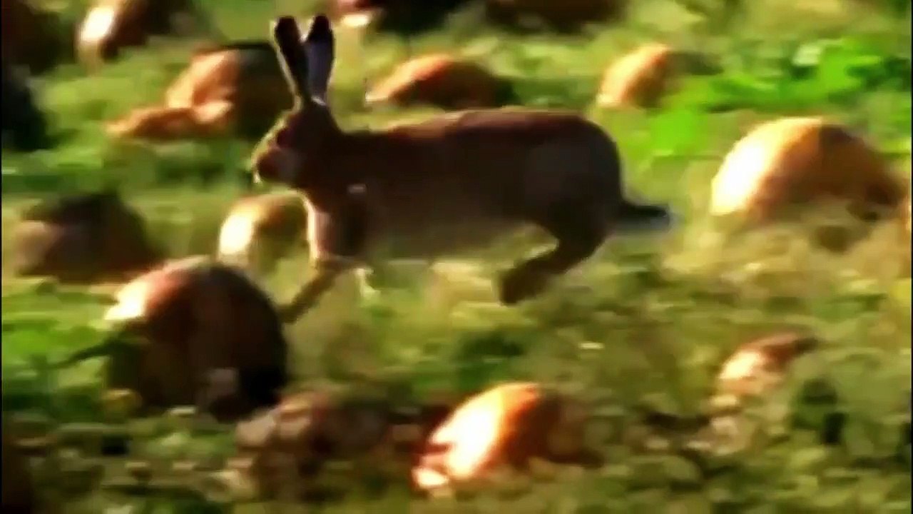 Mother Eagle hunting Rabbit for little eagle