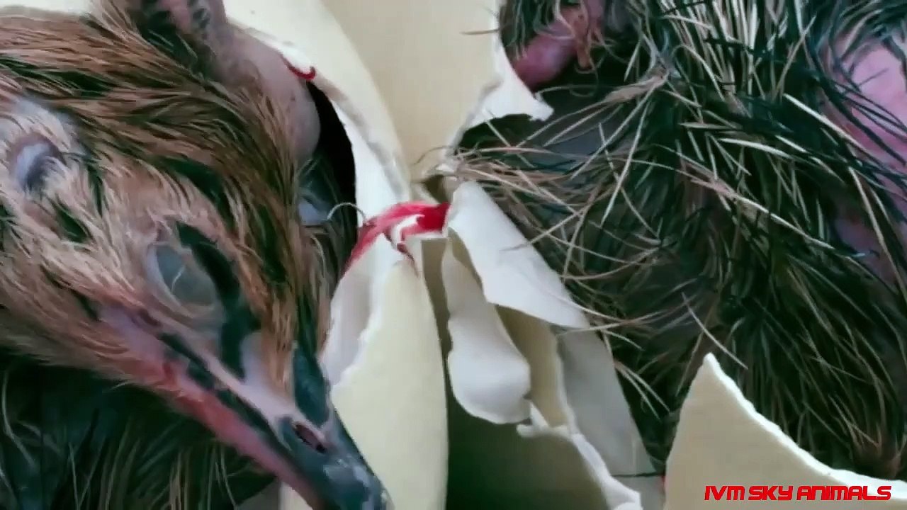 Ostrich vs Leopard _ Ostrich Fall Into Leopard's mouth at the desert