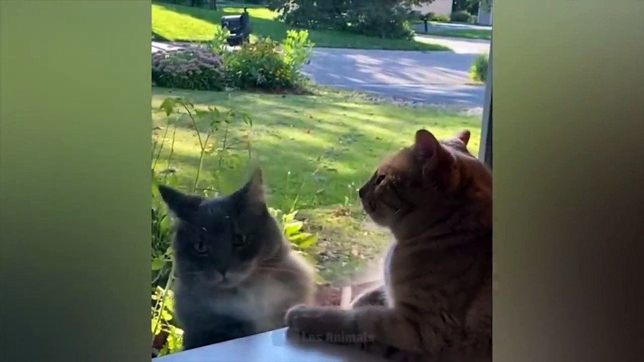 Animals Funny interesting Vedeoe