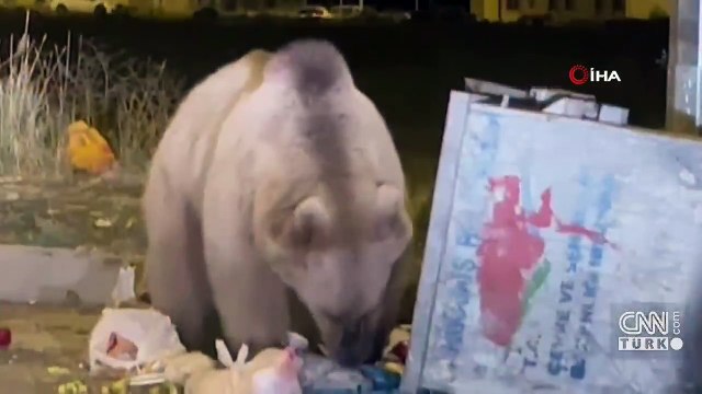 Ayılar kış uykusuna yatamıyor