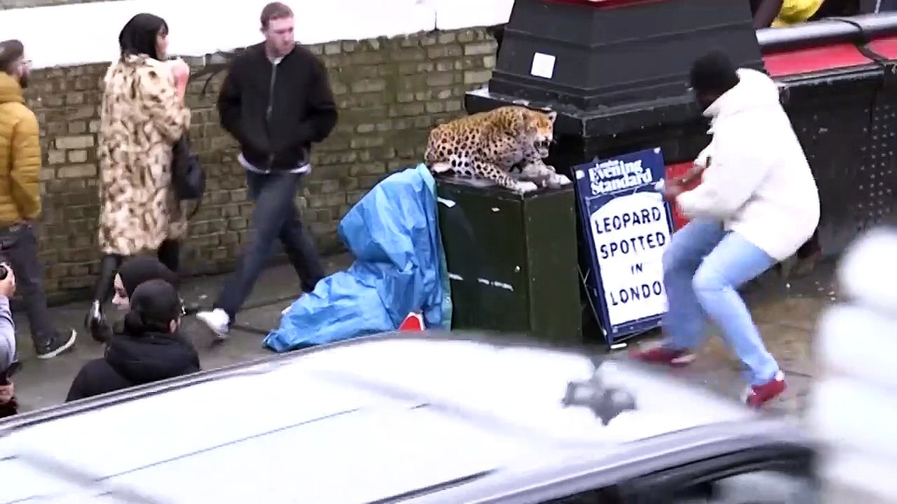 LEOPARD PRANK- - In Camden Town-_Trim