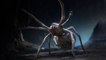 What If Spiders Were the Size of Humans?
