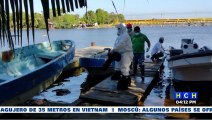 Influenza Aviar estaría afectando a cientos de pelicanos en la zona norte del país