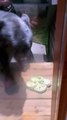 Black Bear Knocks On The Door