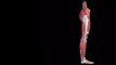 Lower Limb muscles anatomy animation Series. Piriformis Muscle anatomy Animation and function.