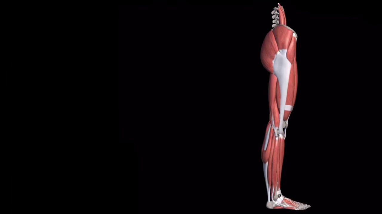 Lower Limb muscles anatomy animation Series. Piriformis Muscle anatomy ...