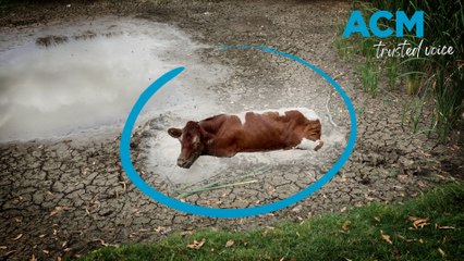Fire and Rescue NSW save this cow from shopping centre, field in 24 hours