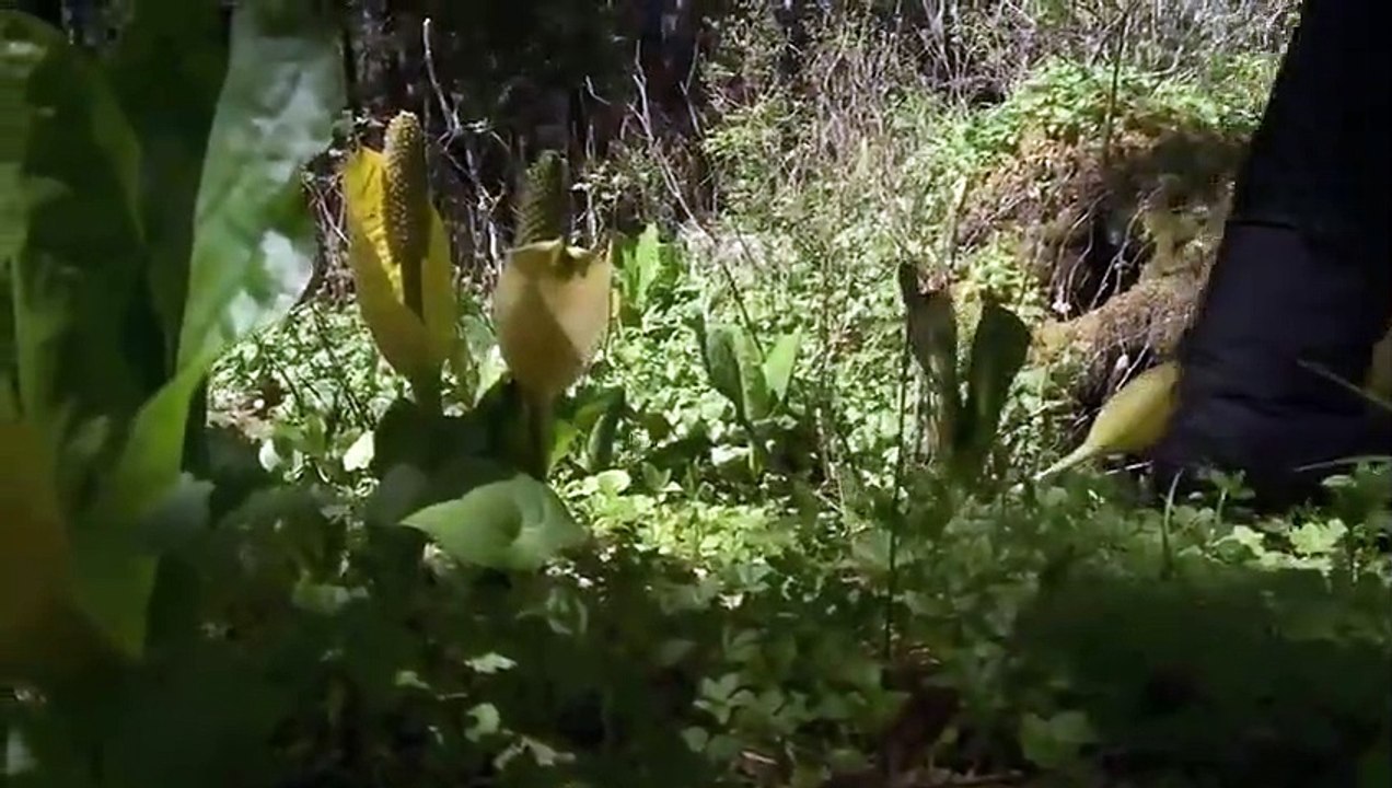 MeatEater - Se5 - Ep13 HD Watch