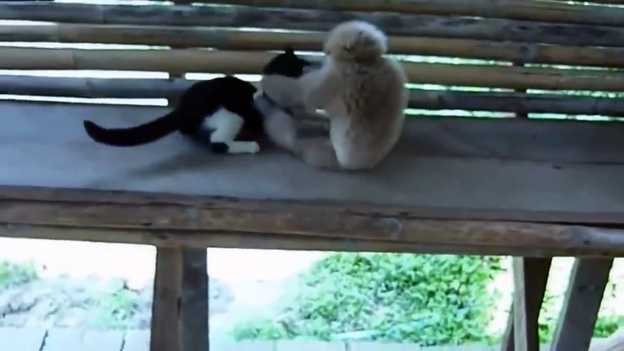 قرود ملهمش حل! شاهد واحكم بنفسك