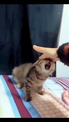 Beat Funny Crazy Cats Viral Clip - funny Cute Cats 2023