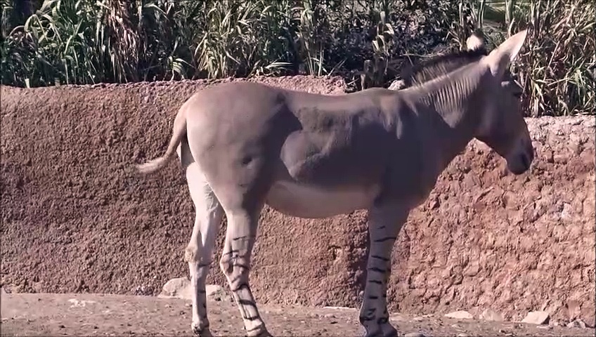 ovejas  y vacas y llamas