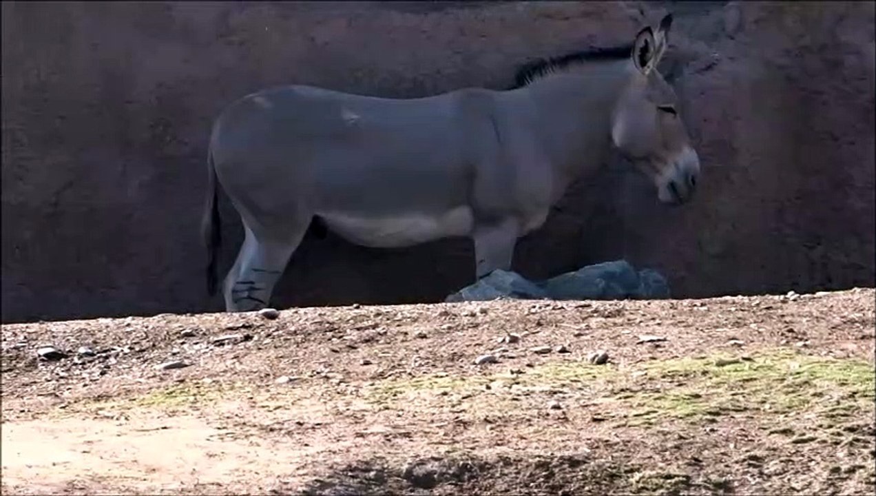 burro de somalia