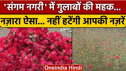 Pryagraj में बड़े पैमाने पर हो रही है गुलाब की खेती,किसानों को हो रहा लाभ | वनइंडिया हिंदी *News