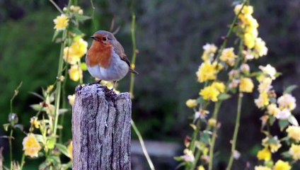 CURIOSITY LISTEN THE ANIMAL SOUNDS
