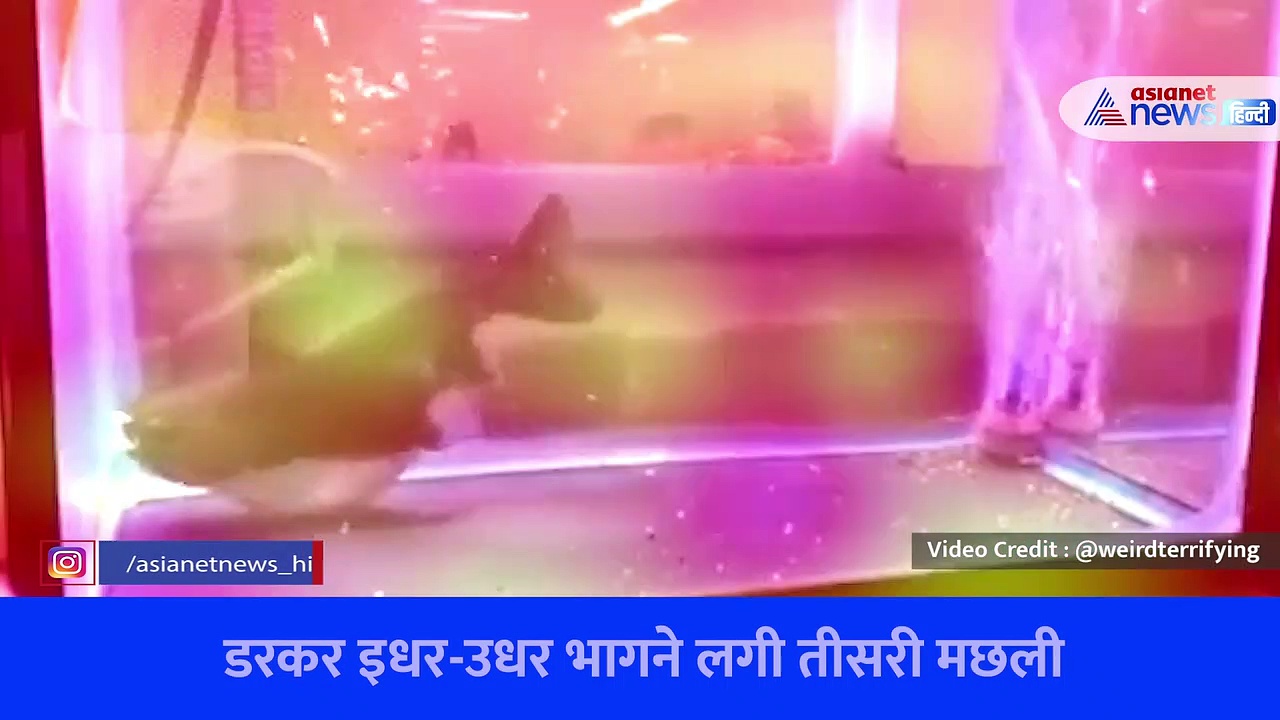 फिश टैंक में छोटी सी मछली की बड़ी करतूत, वीडियो देखकर यकीन कर पाना मुश्किल