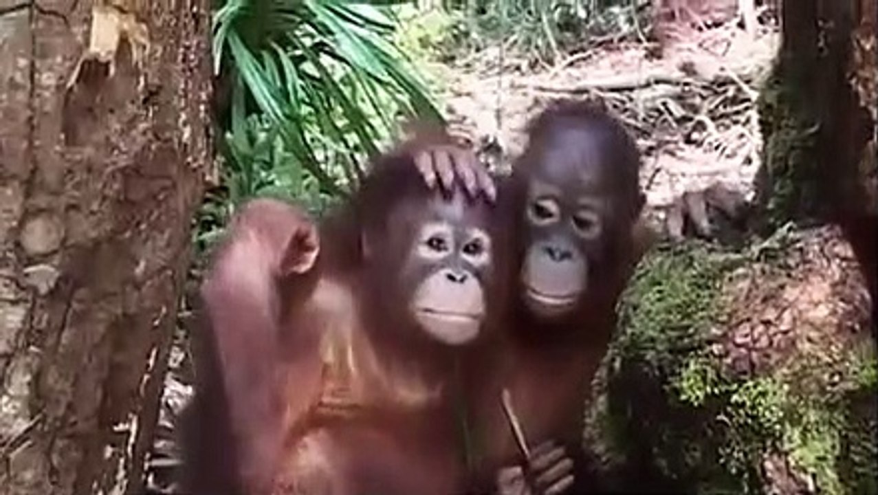 Orangutan Island - Se1 - Ep07 - Orangutan 911 HD Watch