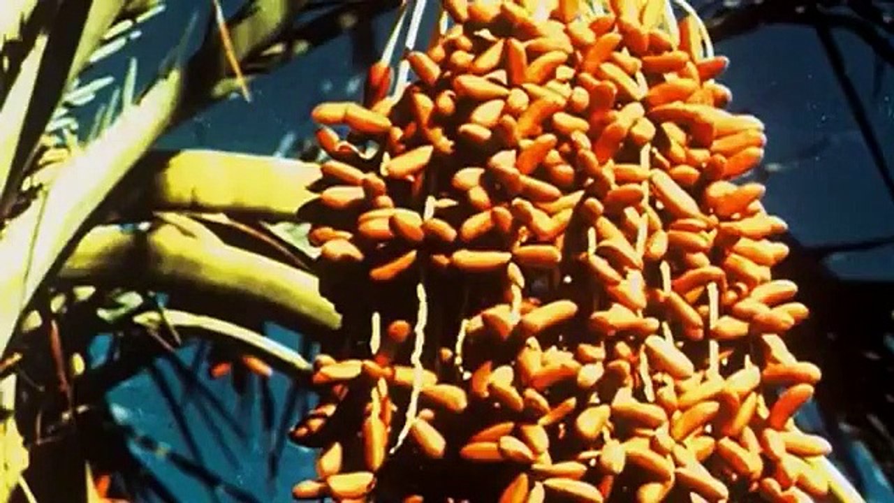 Anthony Bourdain - No Reservations - Se4 - Ep15 HD Watch