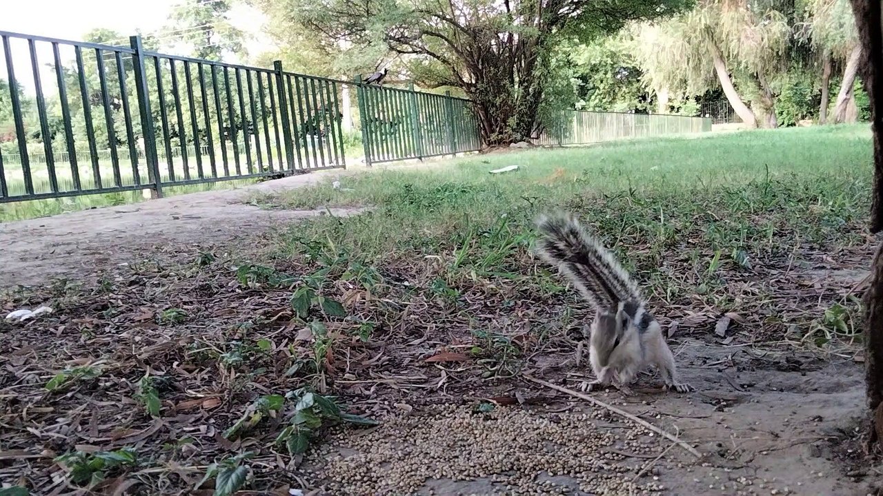 Squirrels For Cats To Watch  | TV For Cats By kingdom of awais