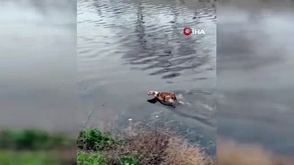 Dereye düşen köpeği itfaiye ekipleri son anda kurtardı