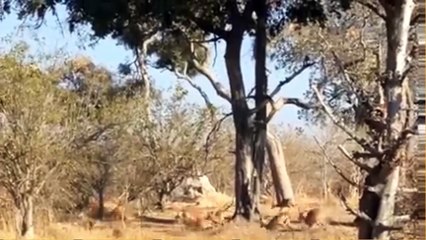 Amazing Baboon Save Impala From Leopard Jumps Tall Tree To Ambush _ Leopard