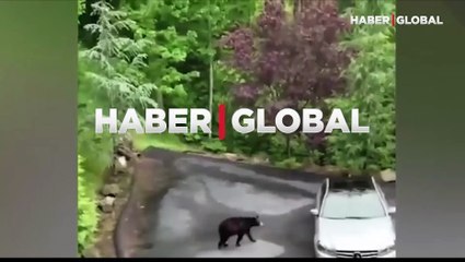 Arabalarına binmek isteyen ayıyı çığlık atarak kovdular