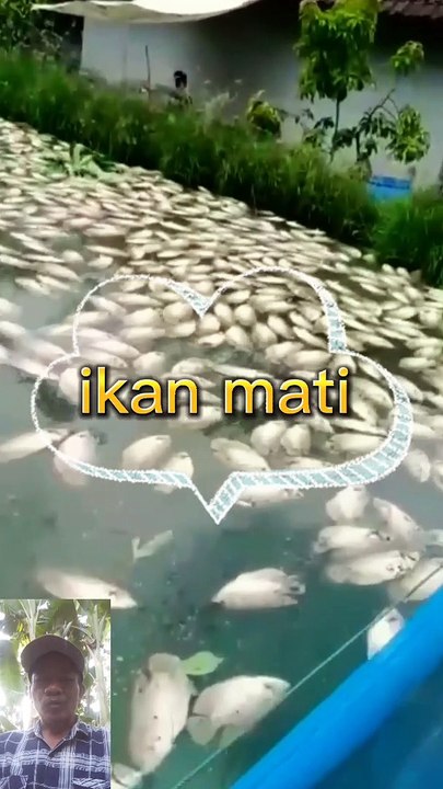 Ribuan ikan mati