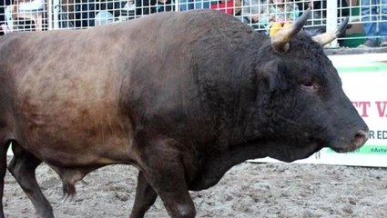 Heykeli bile dikilen şampiyon boğa satıldı! Fiyatını duyanlar "Yok artık" diyor