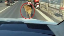 15 Temmuz Şehitler Köprüsü'nde bir garip olay! Sürücüler başıboş köpek için seferber oldu