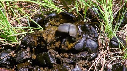 Absurd Planet - Se1 - Ep01 HD Watch