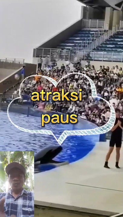 Atraksi ikan paus