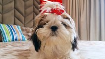 Why does your Shih Tzu stare at You?