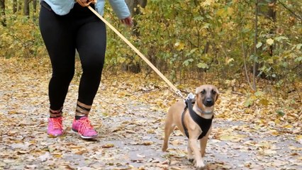 8 Questions to Ask Yourself Before Getting a Second Shih Tzu