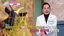 『 흑염소 』 당뇨 예방에 도움을 주는 특별한 비책 TV CHOSUN 230105 방송