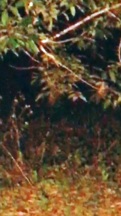 Paranormal activity ghost on camera part 50