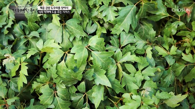 요요 없이 체중 유지에 도움을 받은 시서스 활용법✔ TV CHOSUN 20230105 방송